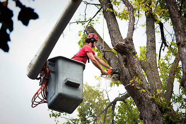 Trusted Wooster, AR Tree Service Experts